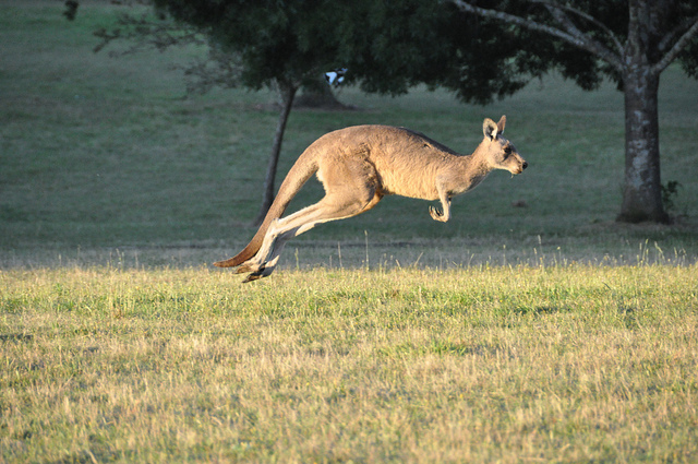 Aggie the kangaroo jumping