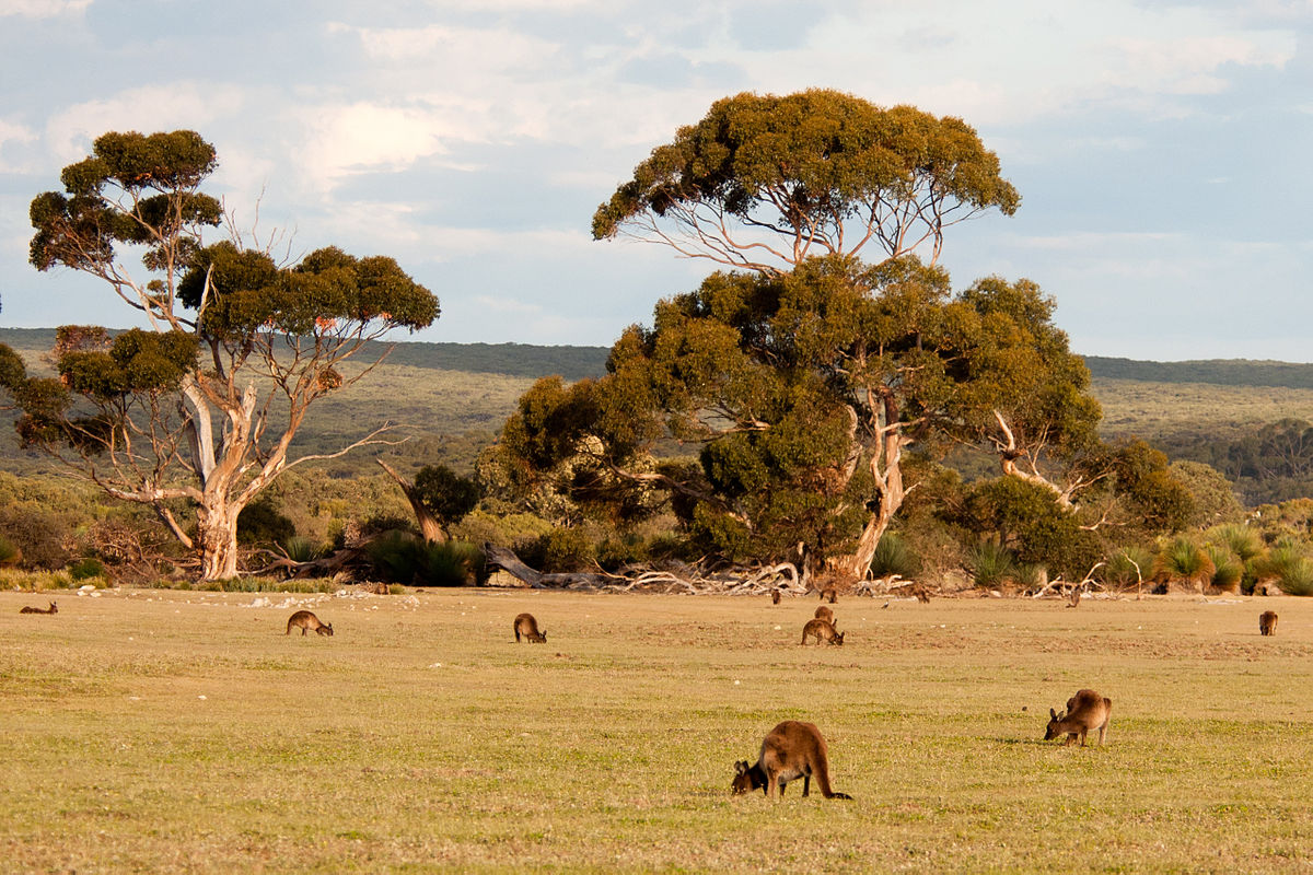 Kangaroos starting their jumping school in the desert